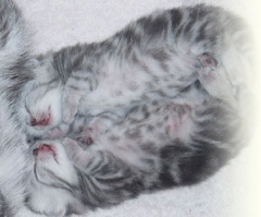 Котовторник!