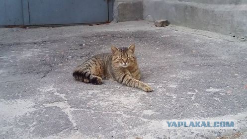 Котовторник 03.05.2016