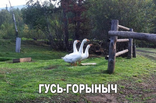 Мохнатые беспредельщики