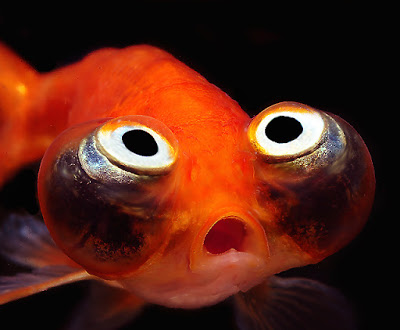 Посиделки под селёдку