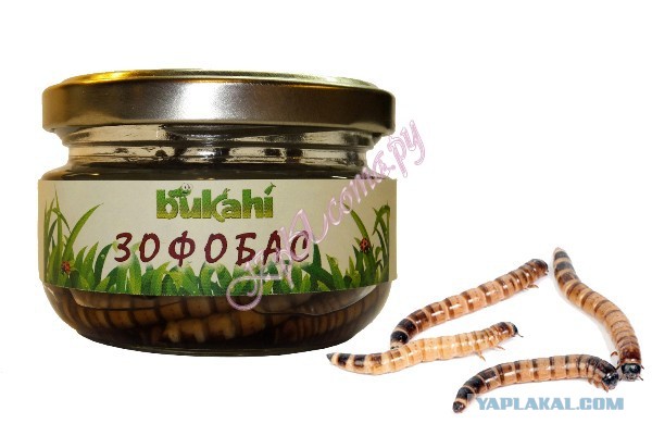 Самые странные консервированные продукты