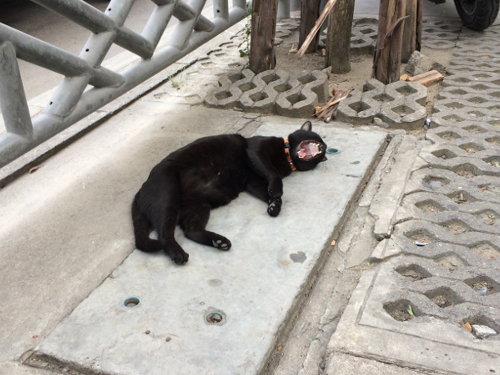 Котовторник 13.12.2016