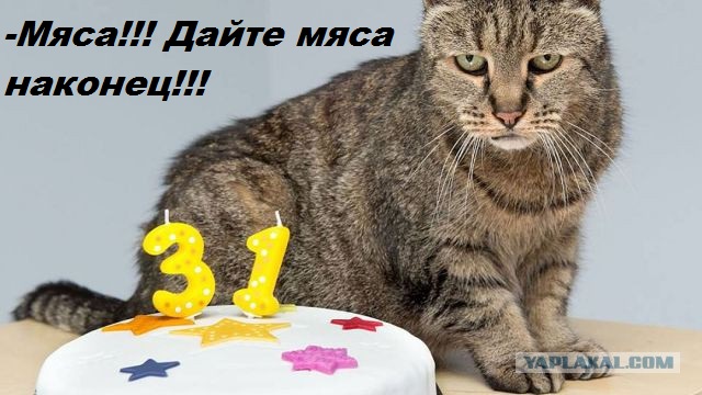 Самый старый кот в мире готовится отметить 31-й день рождения.