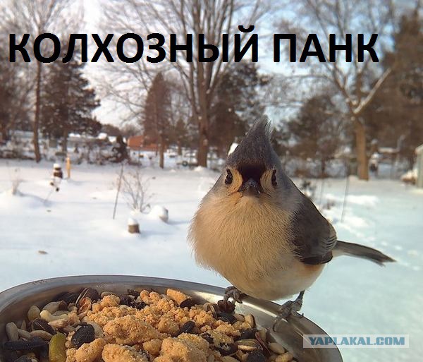 "Поставил кормушку за окном и всю зиму фотографировал птиц, которые прилетали покушать"