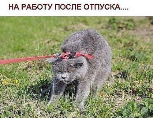 Подборка интересных и веселых картинок