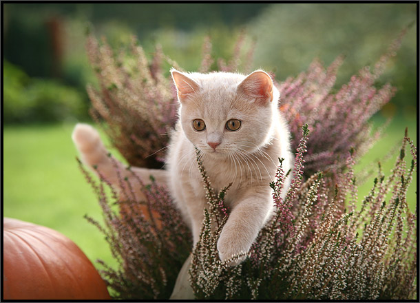 Котовторник на ЯПлакалъ