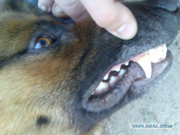 Собакочетверг