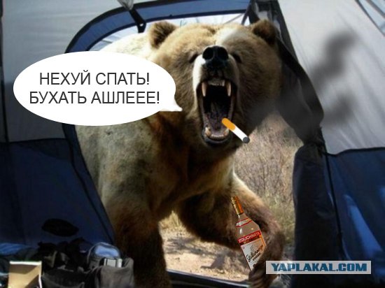 Встреча с бурым медведем