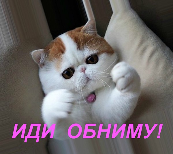 Беги по Радуге, моя кошка