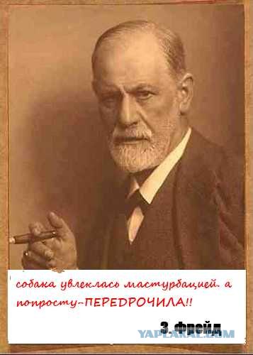 Собака-партизан