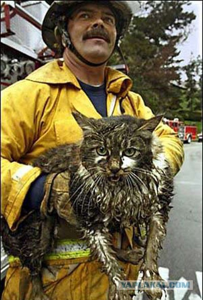 Спасли кота из огня