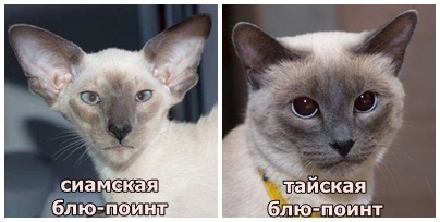 Котовторник . Как назвать бандита ?)