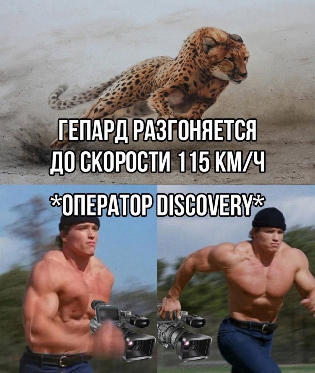 К котовторнику: подборка картинок-баянов с котиками и про котиков. Выпуск 42.