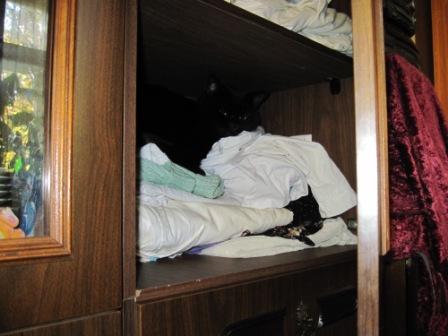 Котовторник  08.04.2014