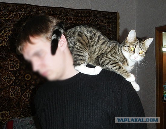 Котовторник 24.06.2014