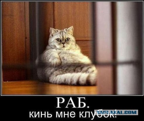 Марта загрызла очередного жениха