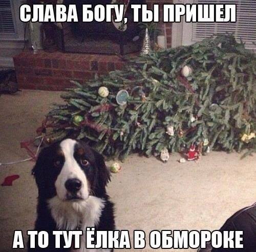 Котейка и ёлка