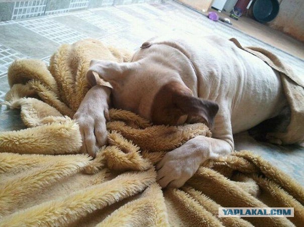 Поигрался с собачками