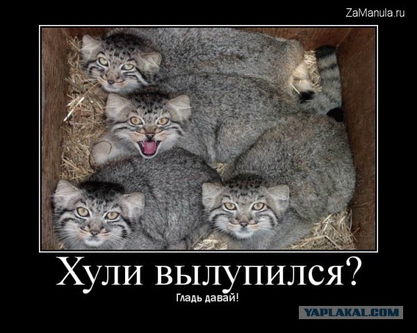 Подборка фотографии диких котов – манулов