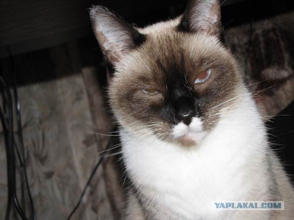 Котовторник 27.09.16