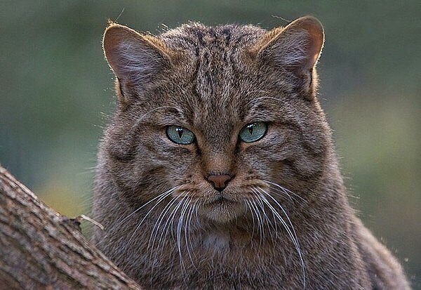 Коты из сети