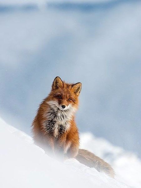 Самые смешные животные