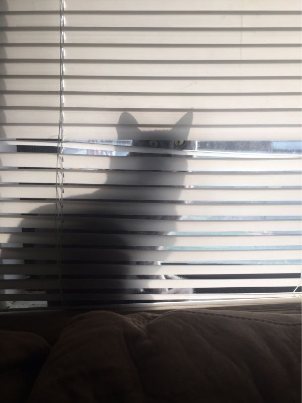 Коты и Кошки
