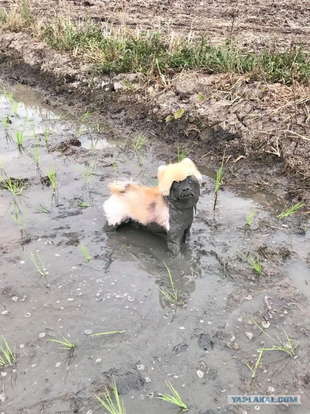 Картинок разных