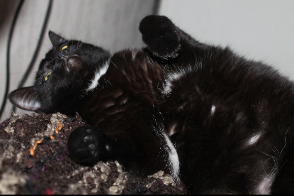 Котовторник 9.01.2018