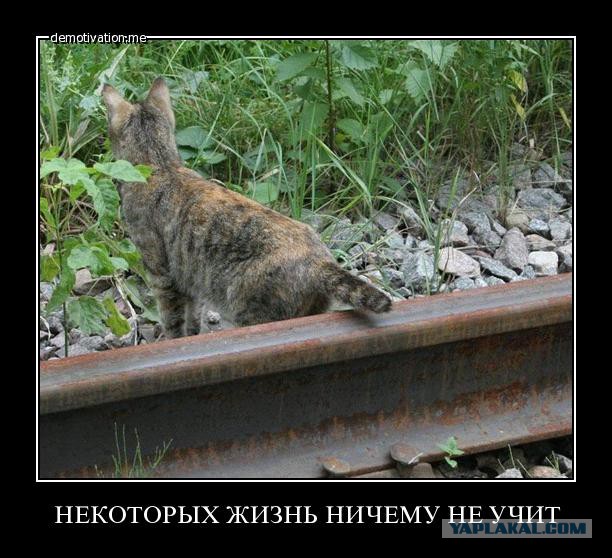 О проведении альтернативной Олимпиады. Просто злость