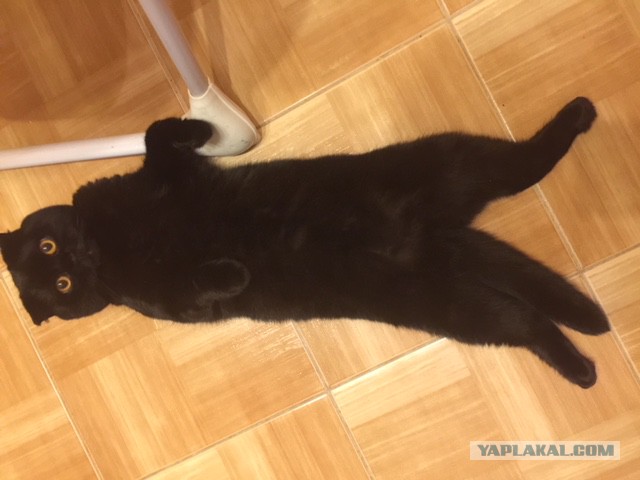 Котовторник  06.03.2018