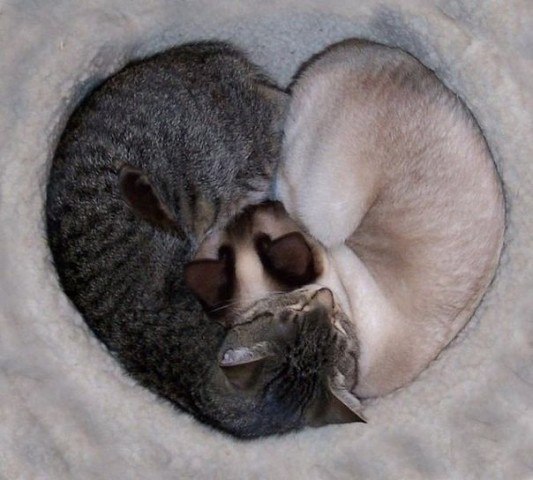 Фотобомбы котов