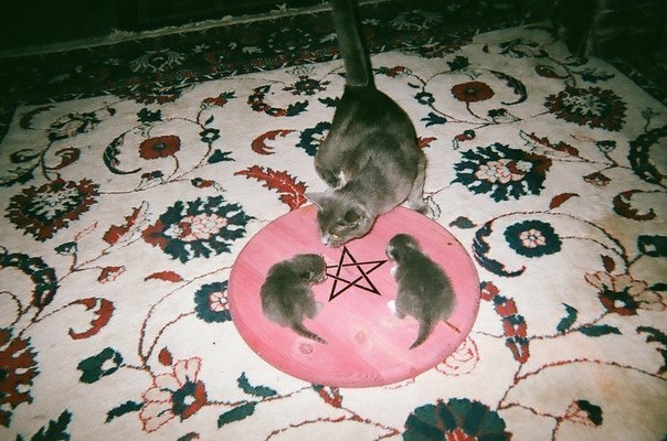 Фотобомбы котов