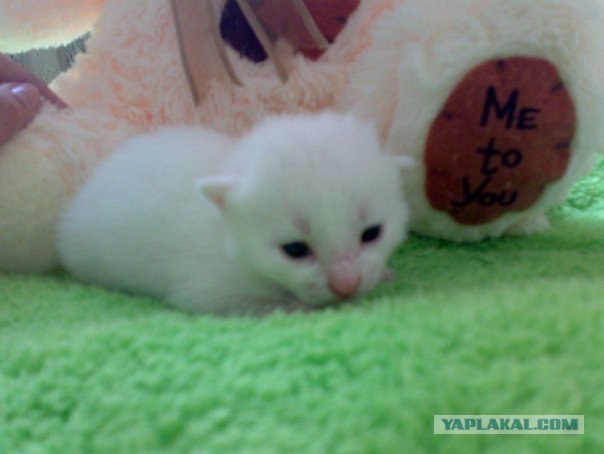 Котовторник на ЯПлакалъ (10.06.08), прикольные коты, добавляем свои!