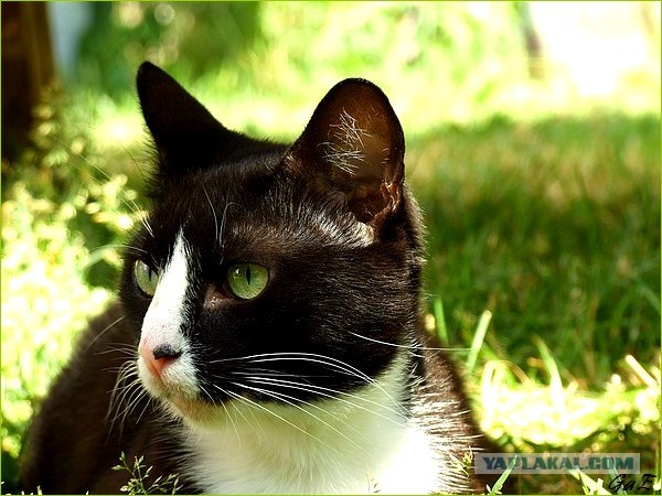 Ура, котовторник! (01.07.2008)