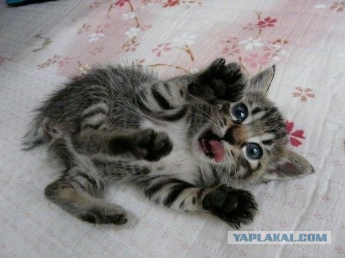 Коты на вторник на ЯПлакалъ (07.10.2008)
