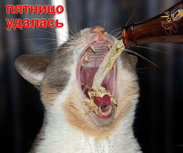 Устами котов