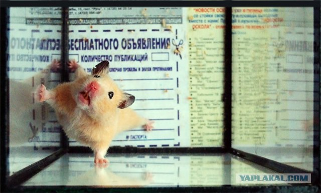 Зверье просто так