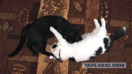 Котовторник - С праздником, котоводы!