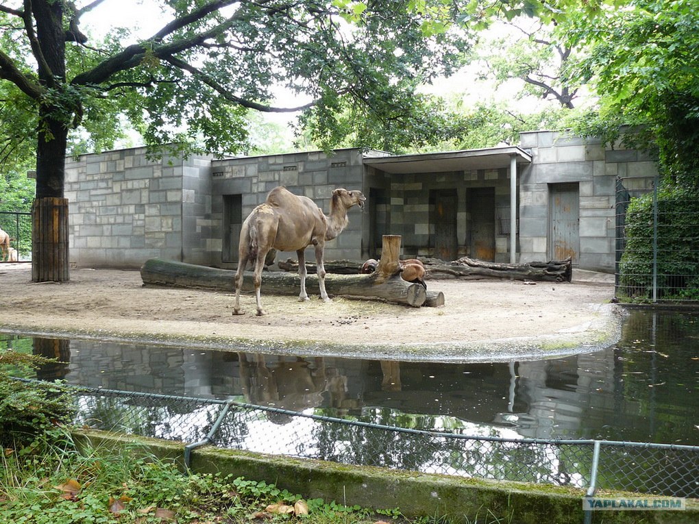ростовский-на-дону зоопарк, ростов-на-дону. ростовский зоопарк животные. ростовский на дону зоопарк. зоопарк ростовская область. ростовский на дону зоопарк.