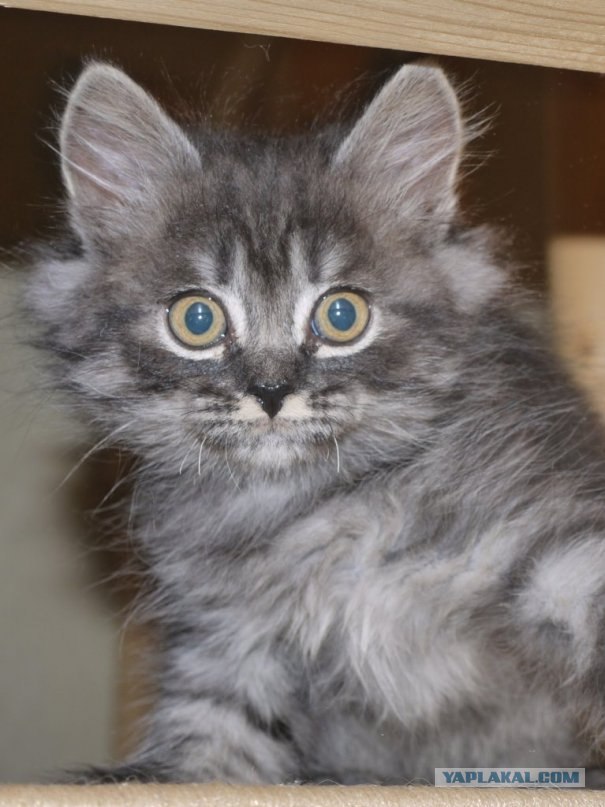 Котовторник!