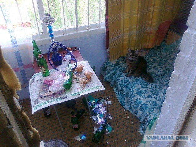Котовторник объявляется открытым!