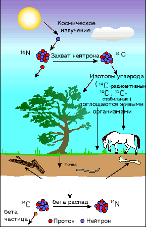 Полистратные окаменелости