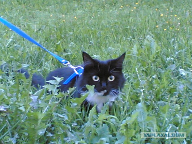 Котовторник с Кузей