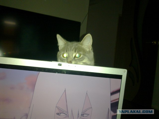 Котовторник 06.09.11