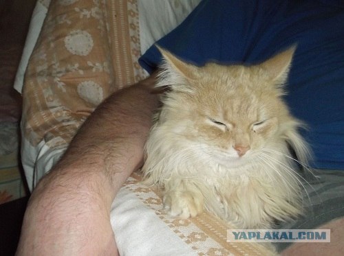 Котовторник! 08.11.11