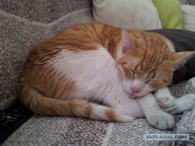 Котовторник (31.01.2012)