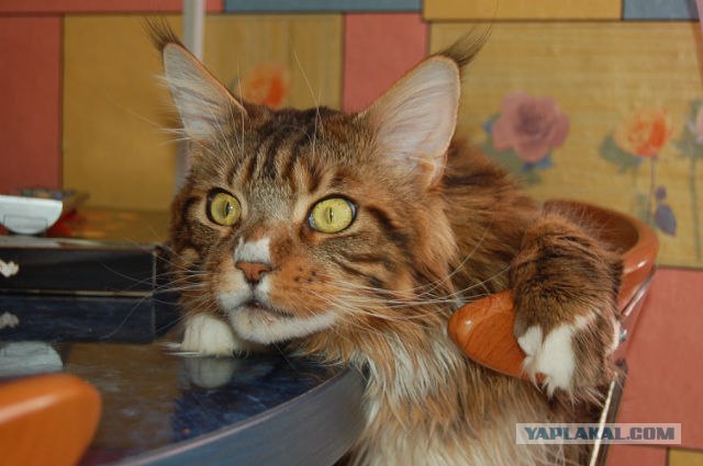 Котовторник 17.04.2012