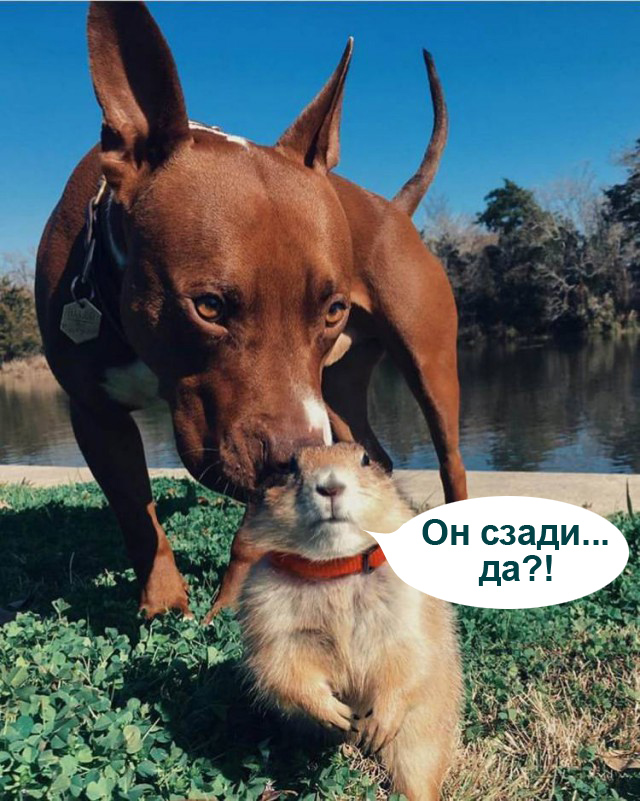 Живность из сети