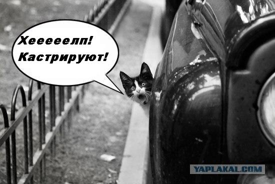 Фотожаба: Кот